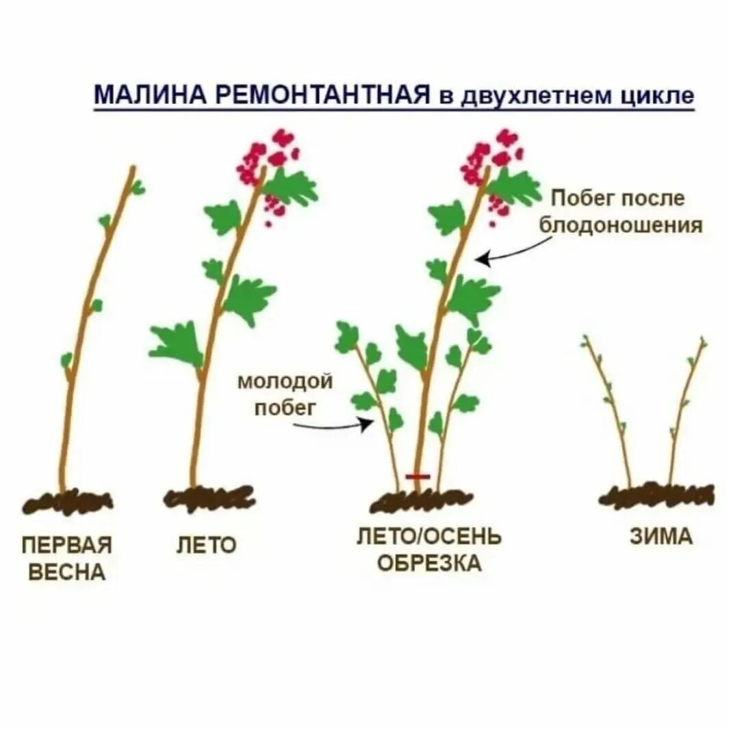 Посадка малины фото и описание Обрезка ремонтантной малины ПОЛИНКИНЫ ГРЯДКИ Дзен