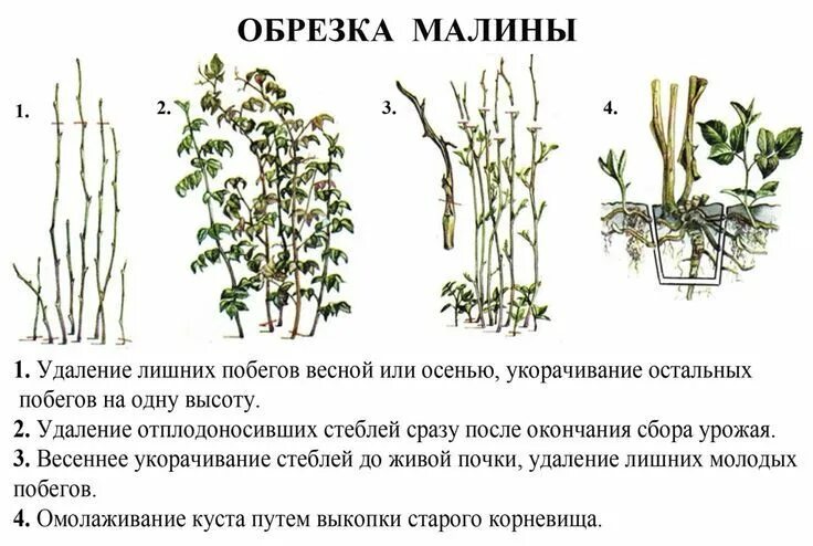 Посадка малины фото и описание Малина: особенности выращивания в 2023 г Выращивание малины, Малина, Куст