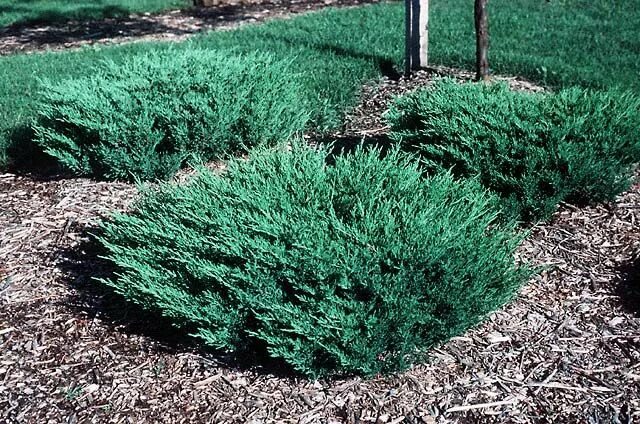 Посадка можжевельника фото blue pacific juniper Landscaping plants, Plants, Landscaping shrubs