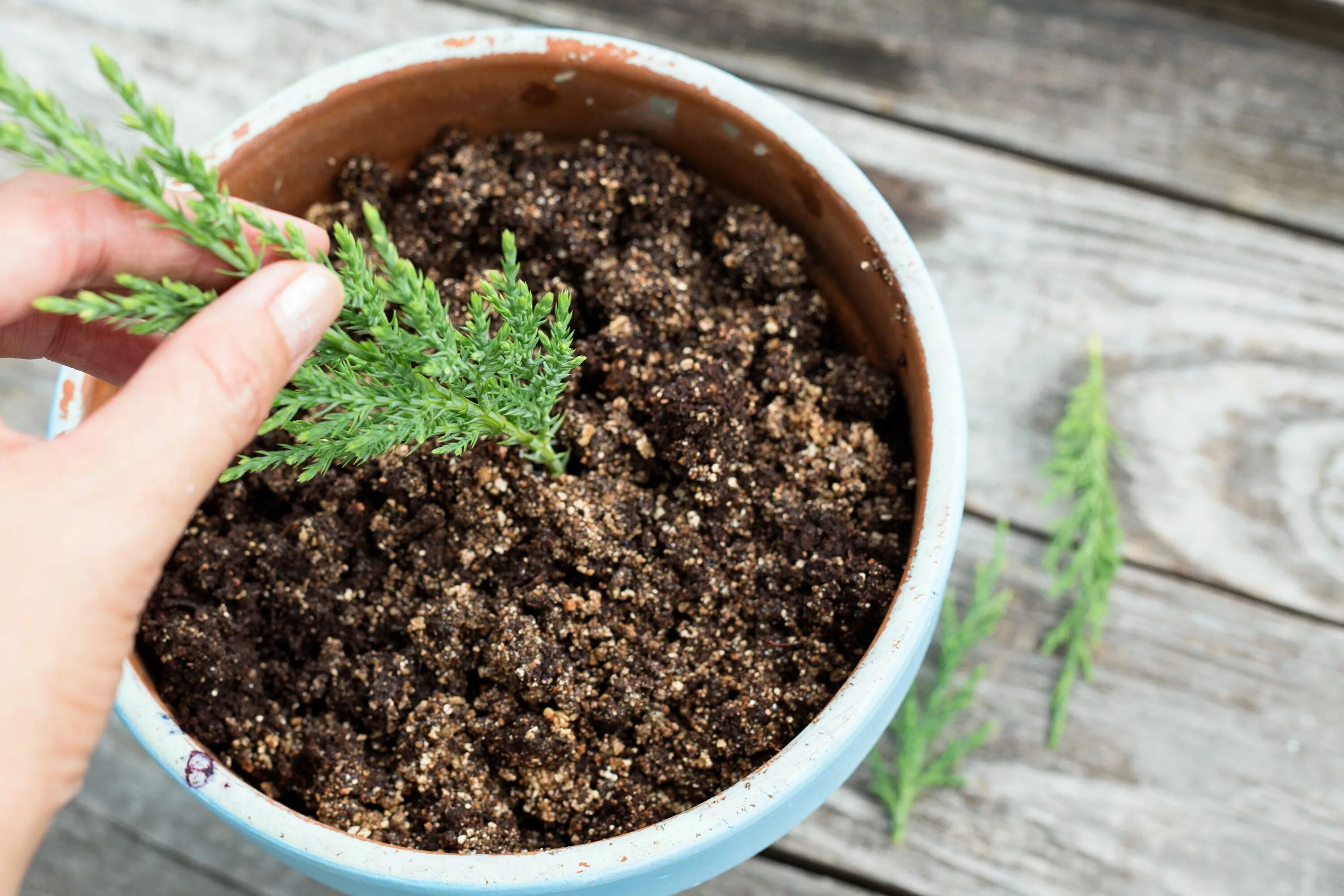 Посадка можжевельника фото How to Propagate Cuttings of Juniper Hunker Juniper bonsai, Bonsai tree care, Cy