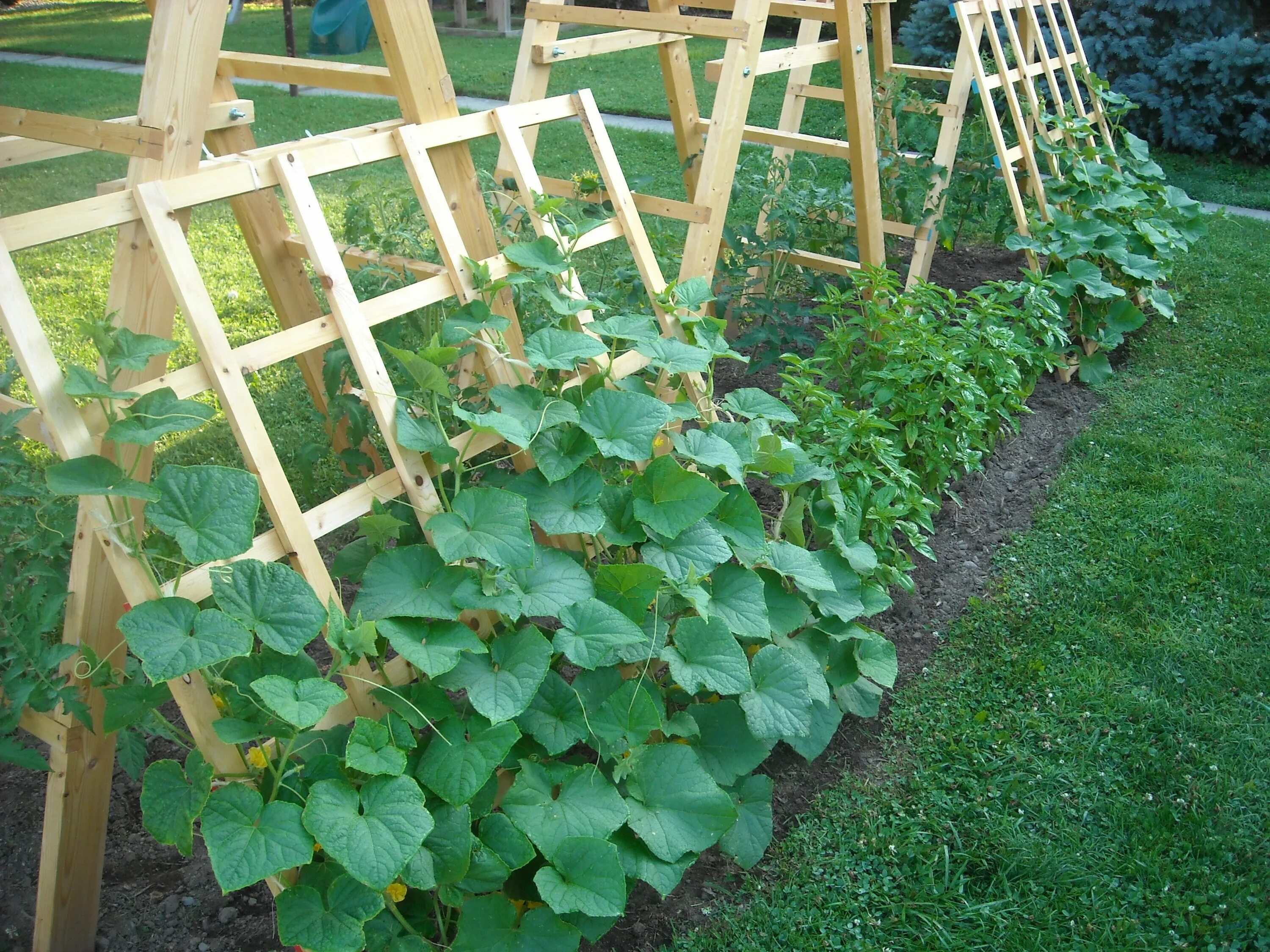 Посадка огурцов фото Tomato Ladder and Cucumber Trellis Cucumber trellis, Diy garden trellis, Garden 