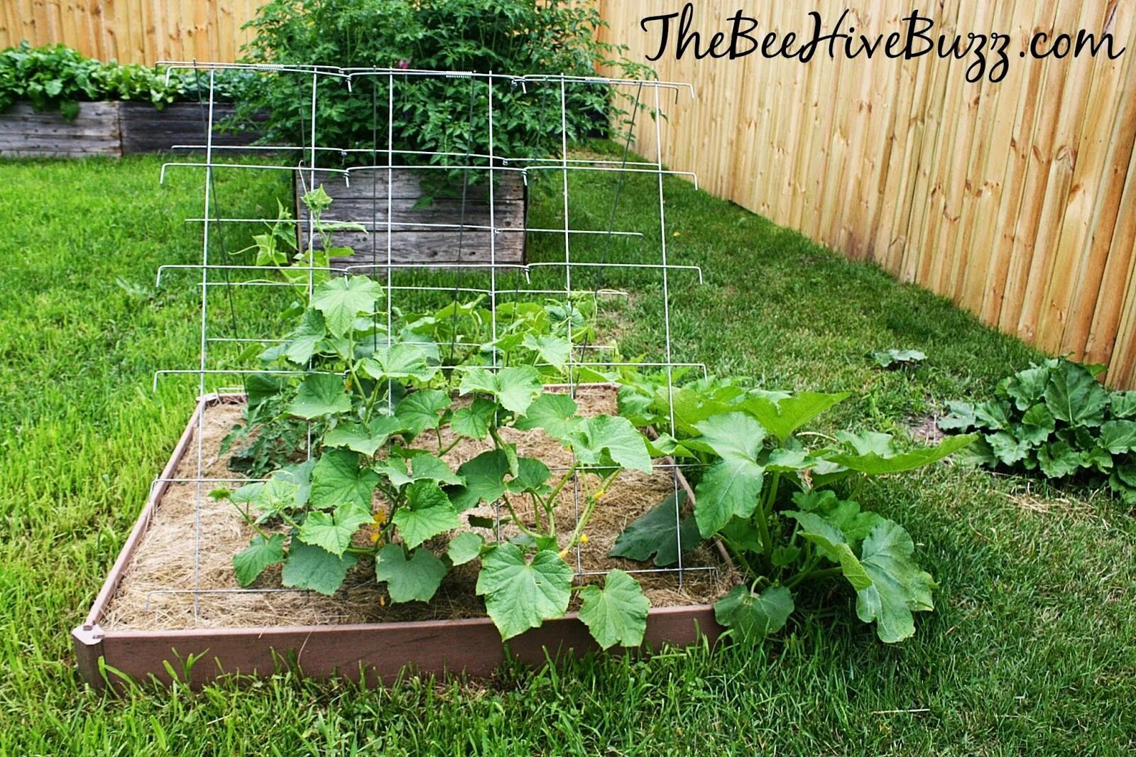 Посадка огурцов грядки фото Grow The Perfect Cucumber Patch - Backyard Homesteading Series Garden, Plants, T