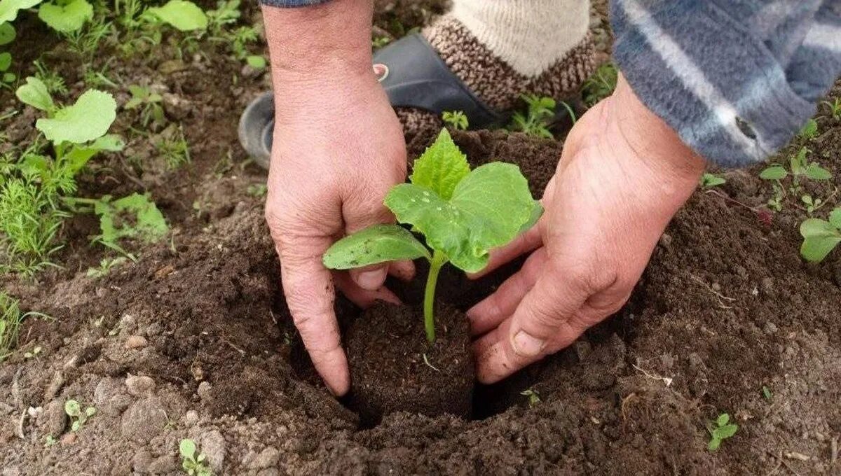 Посадка огурцов в грунт фото Сколько огурцов в одну лунку