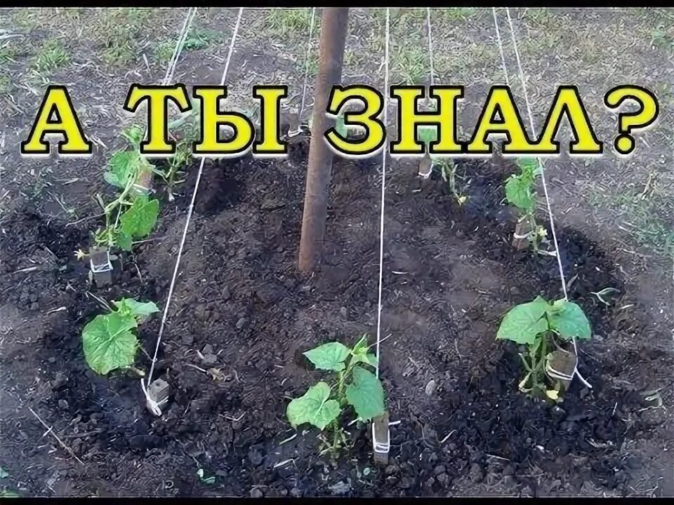 Посадка огурцов в грунт фото Выращиваем огурцы ЁЛОЧКОЙ - YouTube Fruit garden design, Vegetable garden planni