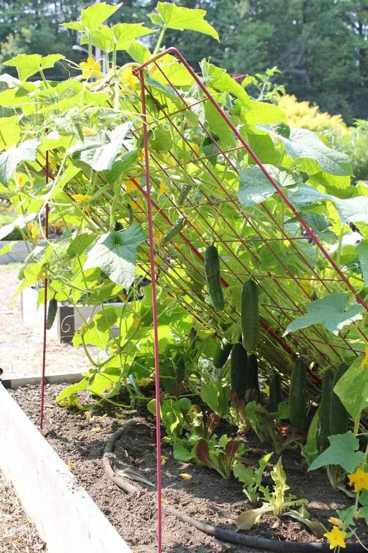 Посадка огурцов в открытый фото Cucumber Trellis - Large Powder Coated Steel Gardener's Supply Raised vegetable 