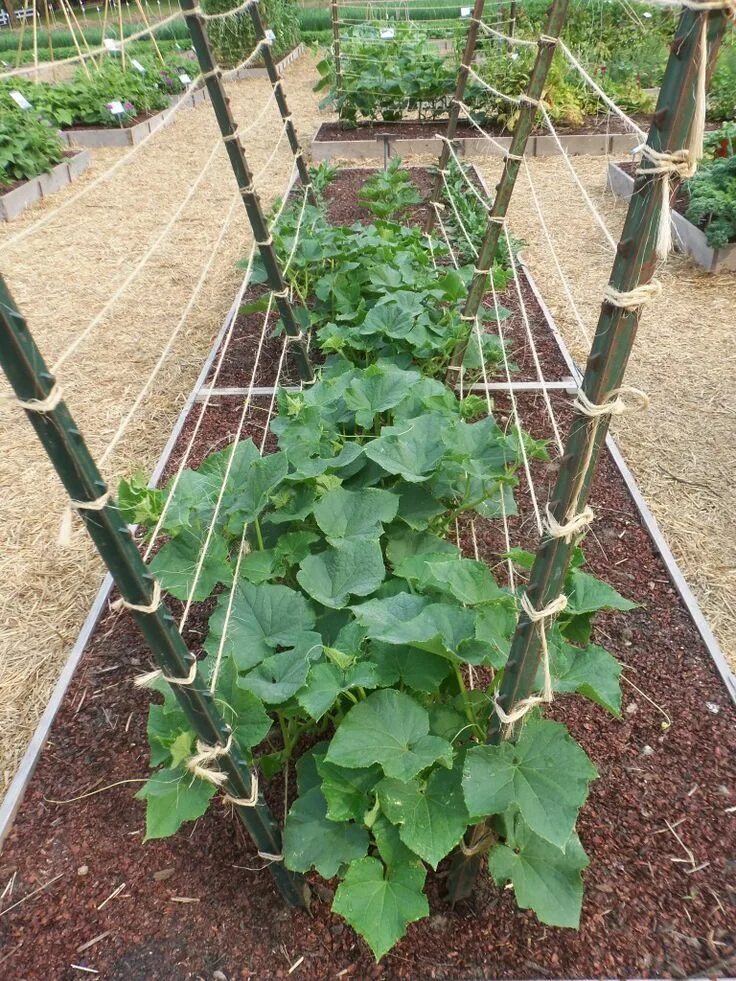 Посадка огурцов в открытый фото T-Posts and Twine Trellis (For Cukes) Gardening Diy garden trellis, Organic vege