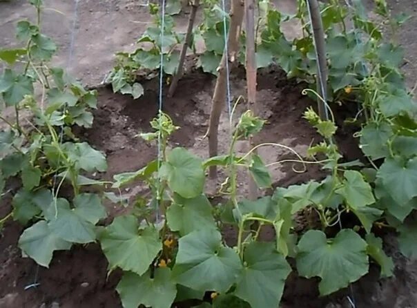 Посадка огурцов в открытый фото I plant cucumbers with a "spruce", take up little space, collect - a pleasure I 