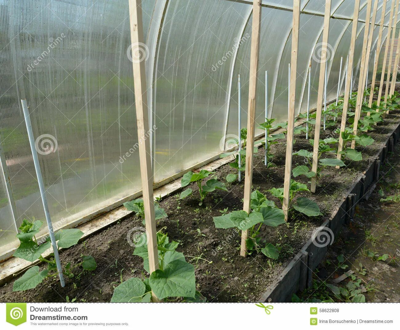 Посадка огурцы в теплице фото The Grown-up Seedling of Cucumbers in the Greenhouse Stock Photo - Image of vege