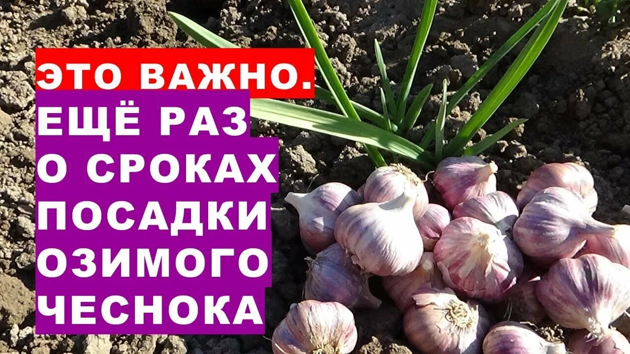 Посадка озимого чеснока октябрь 2024г лунный календарь Это важно. Ещё раз о сроках посадки озимого чеснока в октябре 2022. Лев покровит