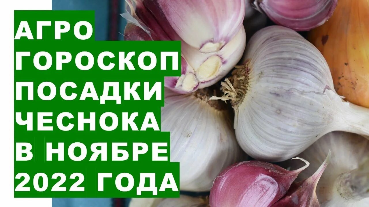 Посадка озимого чеснока осенью по лунному календарю Агрогороскоп посадки озимых чеснока и лука в ноябре 2022 года - YouTube