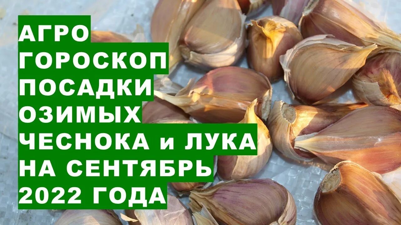 Посадка озимого чеснока осенью по лунному календарю Агрогороскоп для северян о посадке озимых чеснока и лука в сентябре 2022 года - 