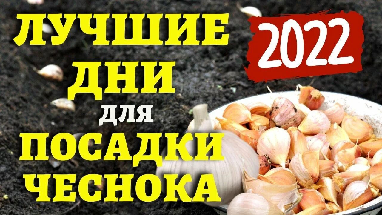 Посадка озимого чеснока осенью по лунному календарю Чеснок, луковичные. Когда сажать по лунному календарю ОСЕНЬЮ 2022 ГОДА? #лунныйк