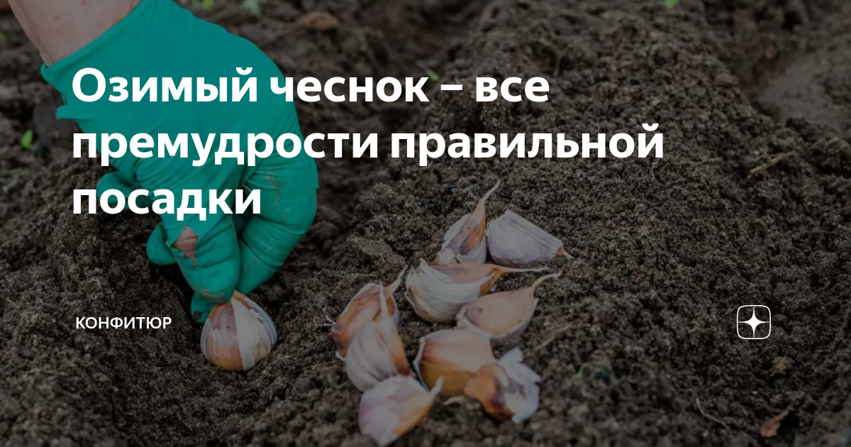 Посадка озимого чеснока по лунному календарю Озимый чеснок - все премудрости правильной посадки Конфитюр Дзен