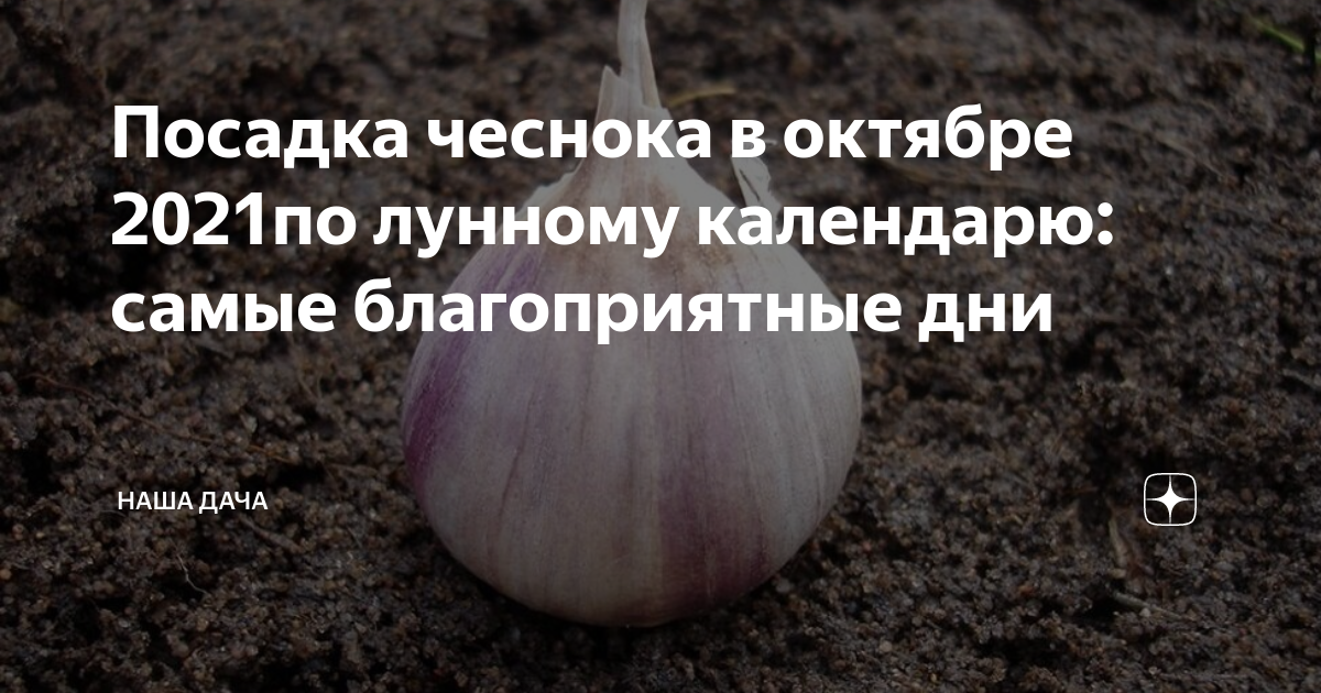 Посадка озимого чеснока по лунному календарю Посадка чеснока в октябре 2021по лунному календарю: самые благоприятные дни Наша