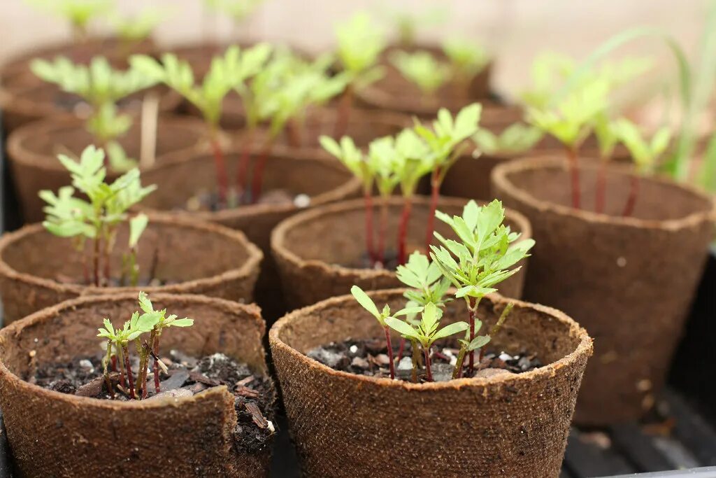 Посадка рассады фото Marigold Seedlings Having fun with the fiddy in the garden. Flickr