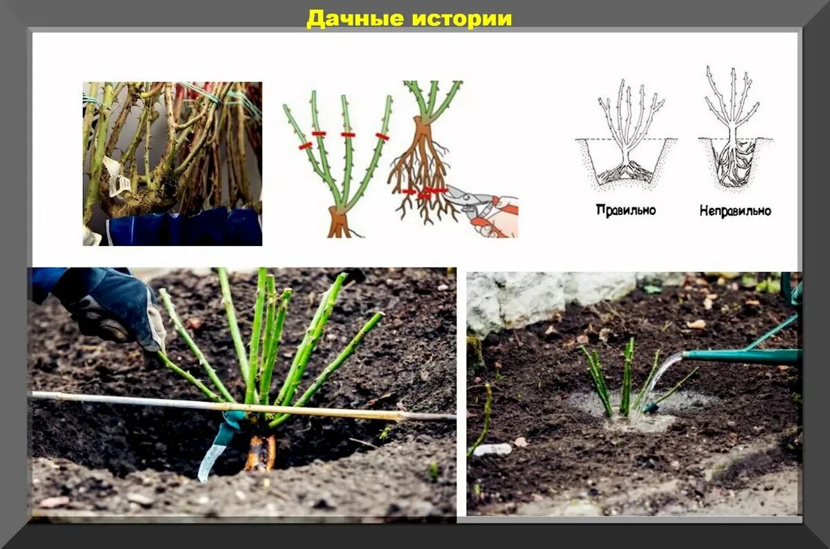 Посадка роз грунт фото Розы поздней осенью: посадка, подкормка, подготовка к зиме и самые простые спосо