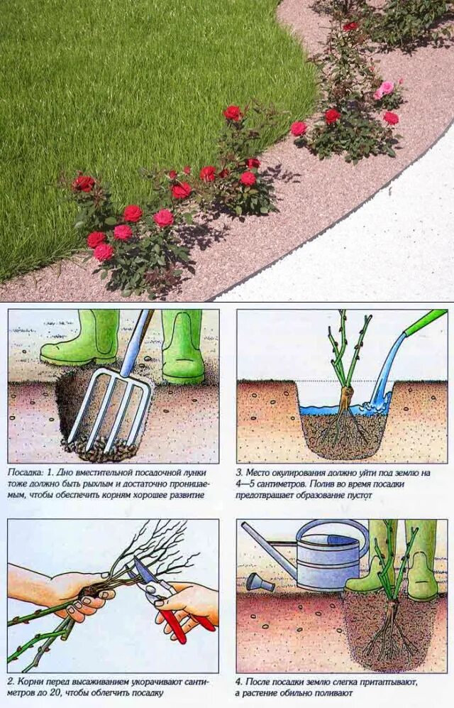 Посадка роз грунт фото Картинки ПЕРЕСАДИТЬ РОЗУ НА ДАЧЕ