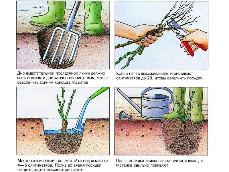 Посадка розы фото Можно ли сажать саженцы в августе - найдено 86 картинок