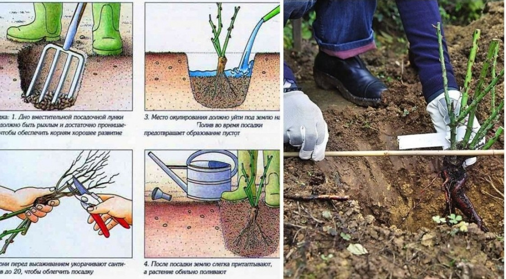 Посадка розы фото Лучшие почвы, подготовка места для посадки роз