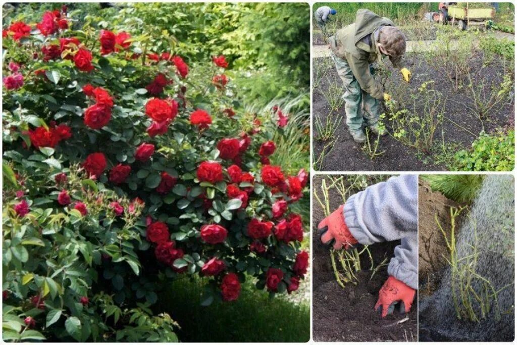 Посадка розы фото Удобрение роз: подкормки, уход, посадка, полив