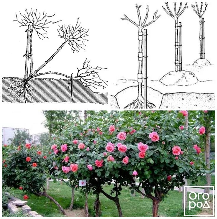 Посадка розы штамбовой фото Спроси эксперта: посадка и пересадка роз Rose trees, Farm gardens, Garden arch