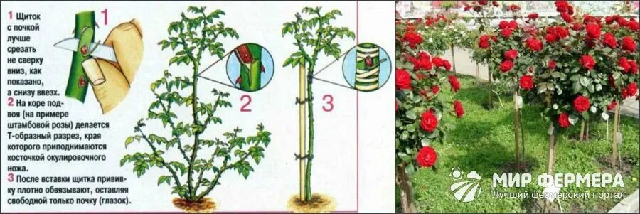 Посадка розы штамбовой фото Размножение роз черенками весной и осенью в домашних условиях