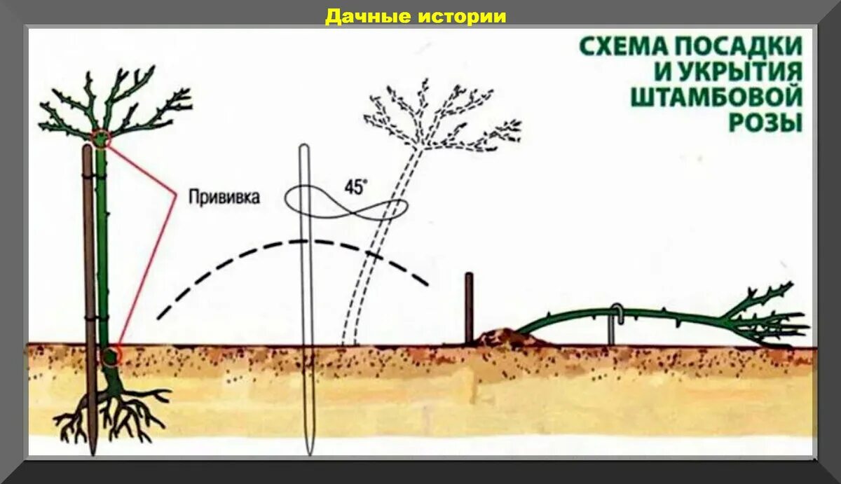 Посадка розы штамбовой фото Что делать если не успели укрыть розы вовремя и прочие моменты в уходе и обрезке