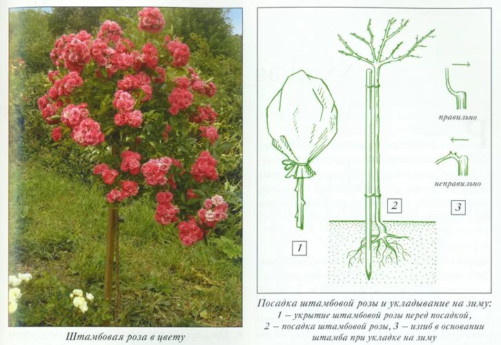 Посадка розы штамбовой фото Уход за розами / Статьи раздела: О растениях / Статьи / FloraPedia.ru - Энциклоп