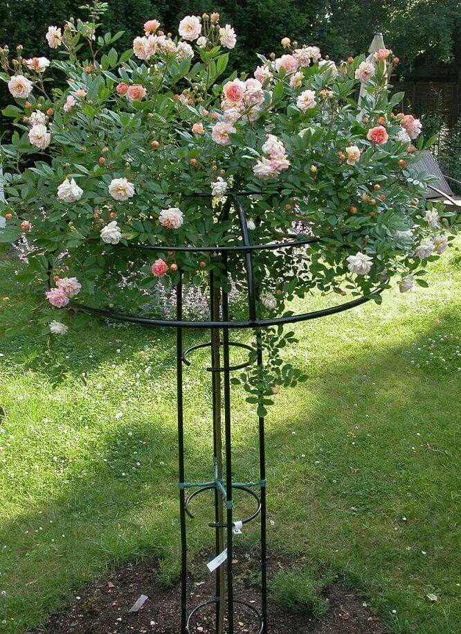 Посадка розы штамбовой фото Pin on Kasvituet Plantsupport Rose garden design, Garden obelisk, Autumn garden