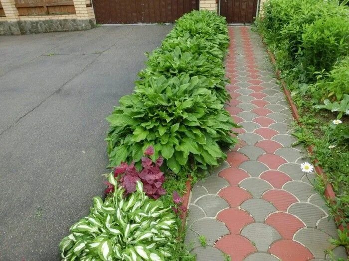 Посадка сентябринок фото вдоль дорожки DIY garden flower Curb: 45 Ideas for a Bright Courtyard My desired home Garden m