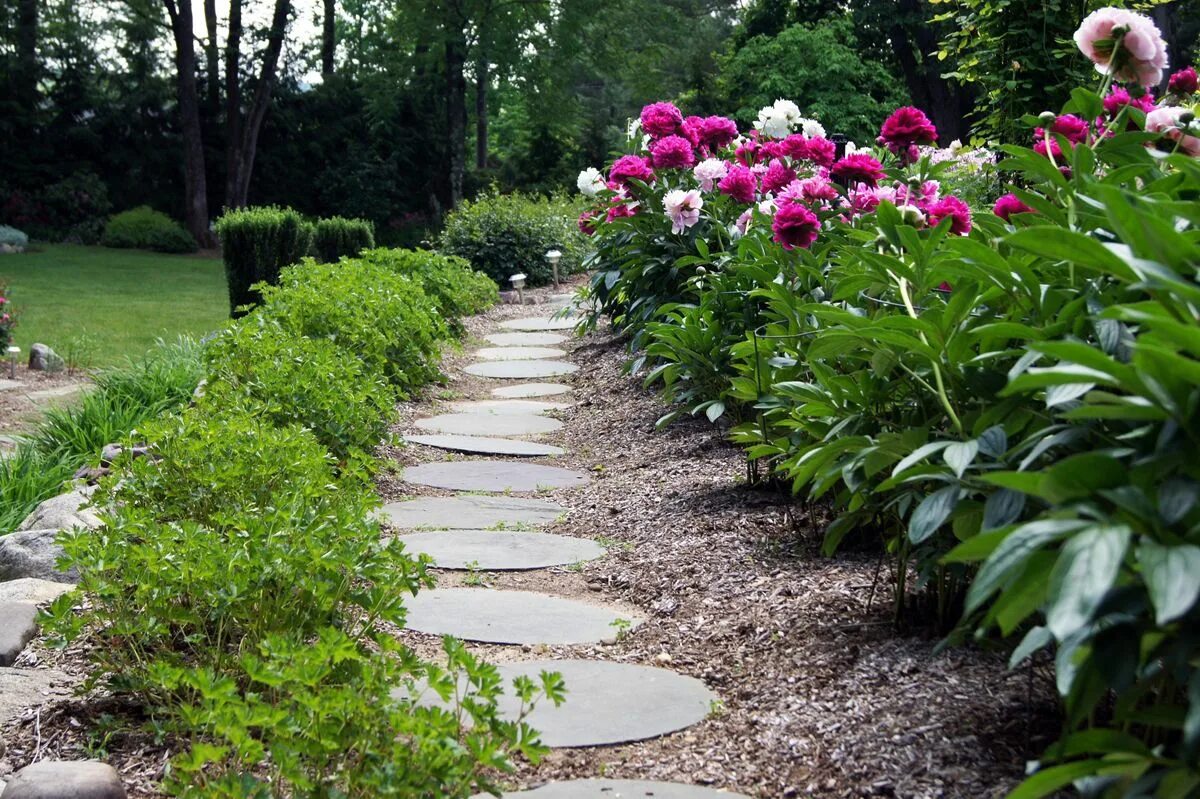 Посадка сентябринок фото вдоль дорожки Peonies in Clare's garden in New Jersey - FineGardening Rozanne geranium, Pivoin