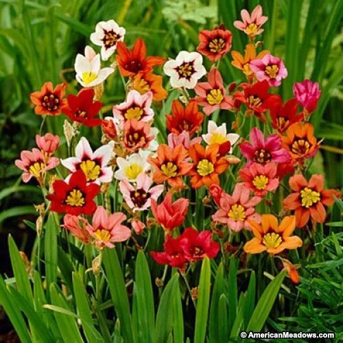 Посадка спараксис фото Spring Planted Sparaxis Mix American Meadows Fleurs, Jardins