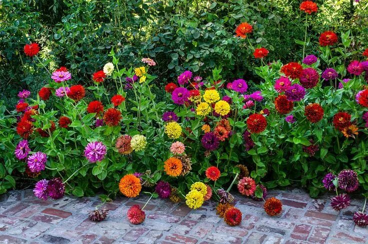 Посадка цинии фото Love the way these border planted Zinnias look Zinnias, Zinnia Elegans and Cut F