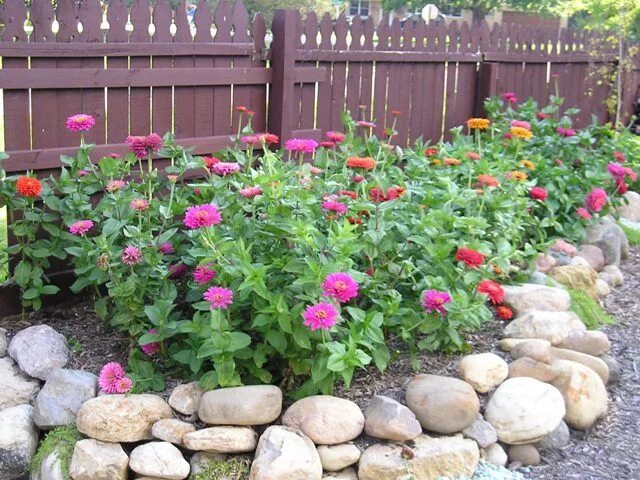 Посадка цинии фото My Absolute Very Most Favorite Zinnias " Oh What A Beautiful Garden Zinnia garde