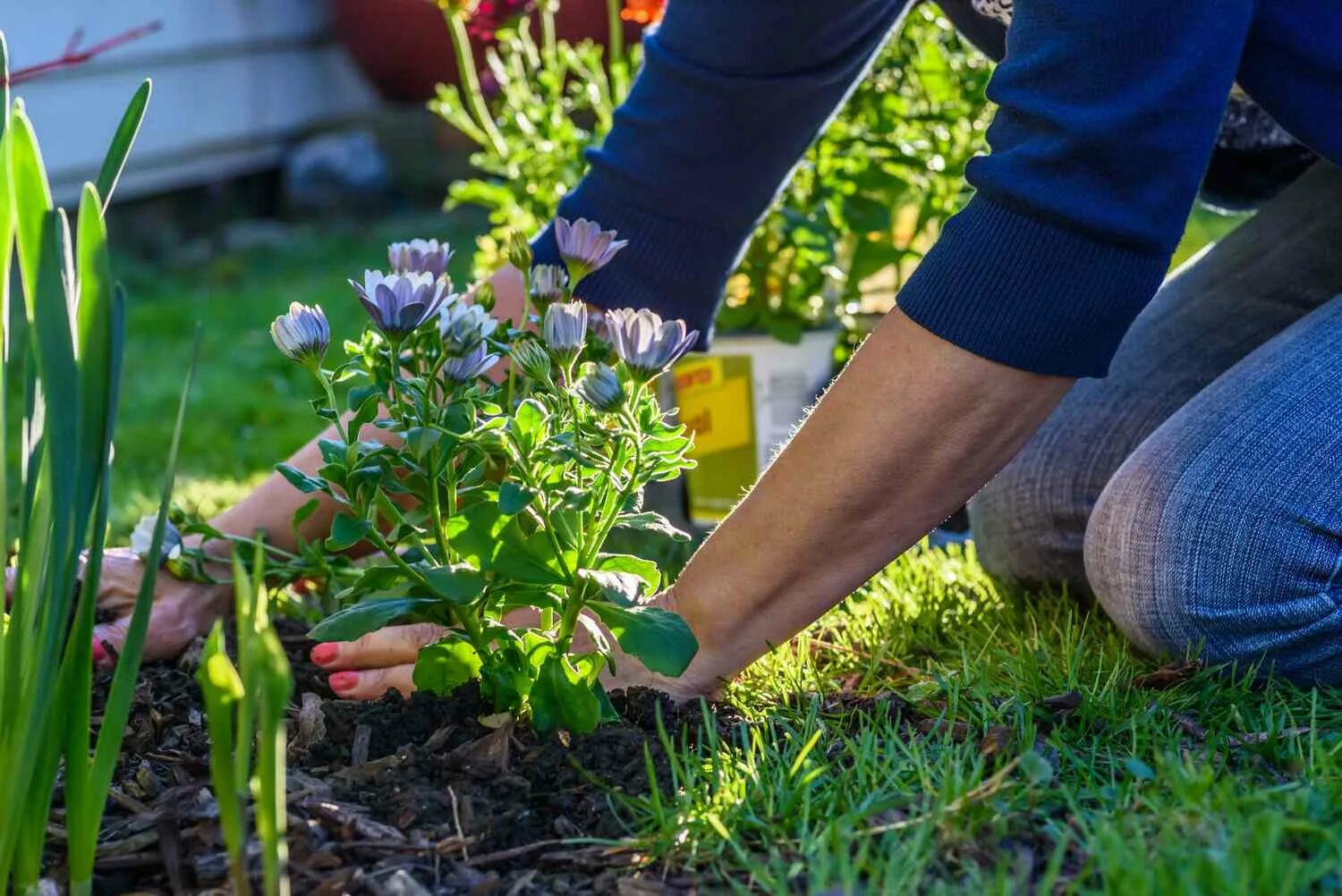 Посадка цветов фото Invasive or Non-Invasive? What Not to Plant in Your Garden