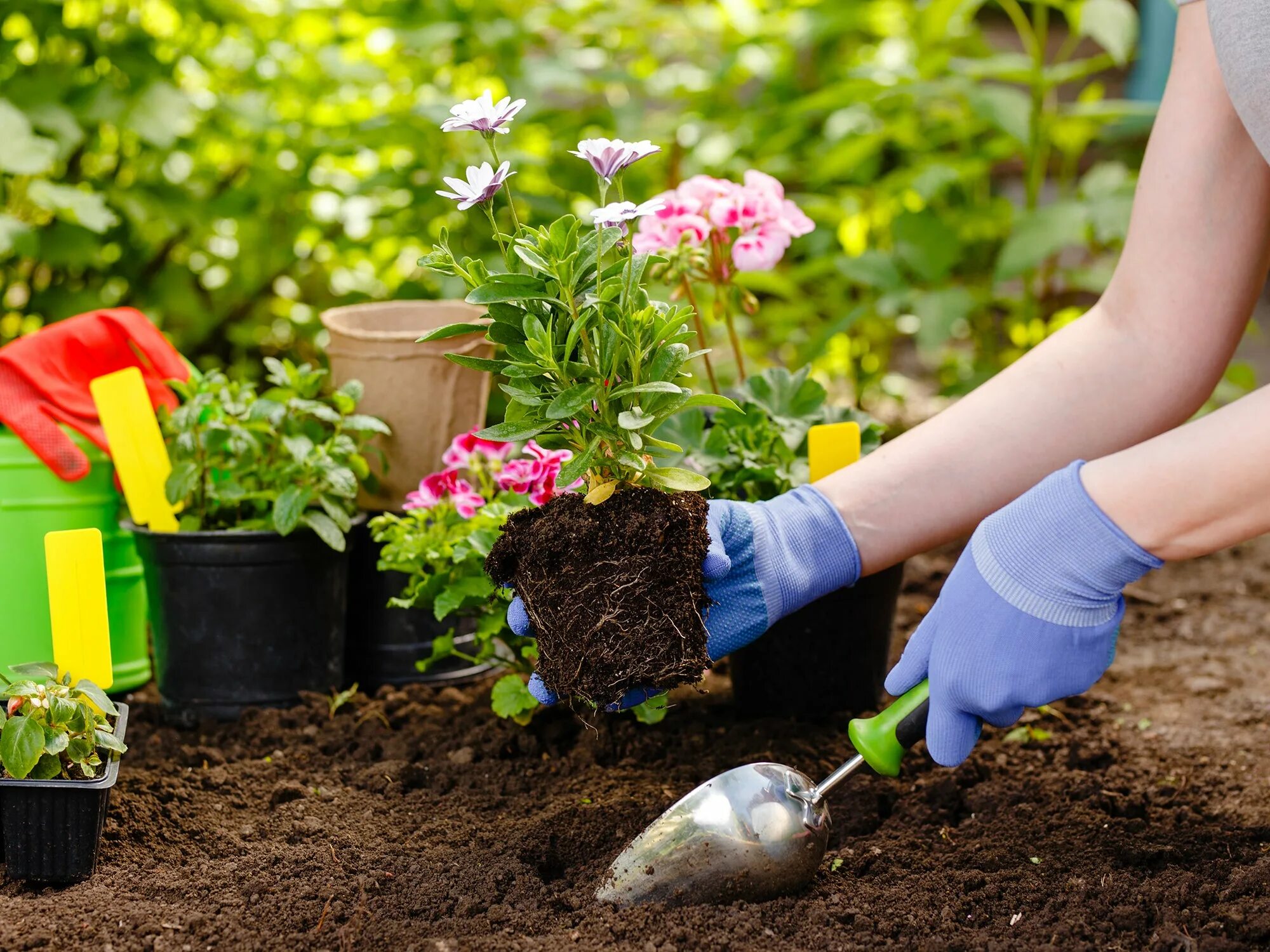 Посадка цветов фото Why gardening shouldn't just be a pandemic-time trend Popular Science