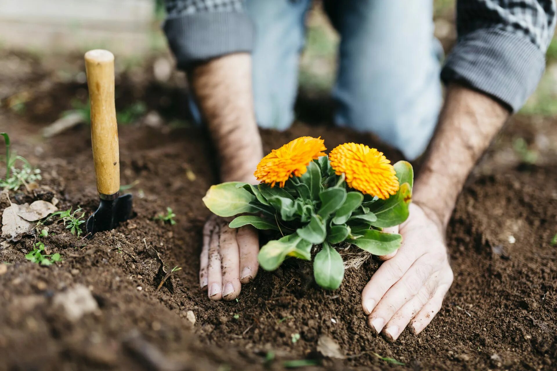 Посадка цветов фото Study shows the key to your happy and healthy life is gardening