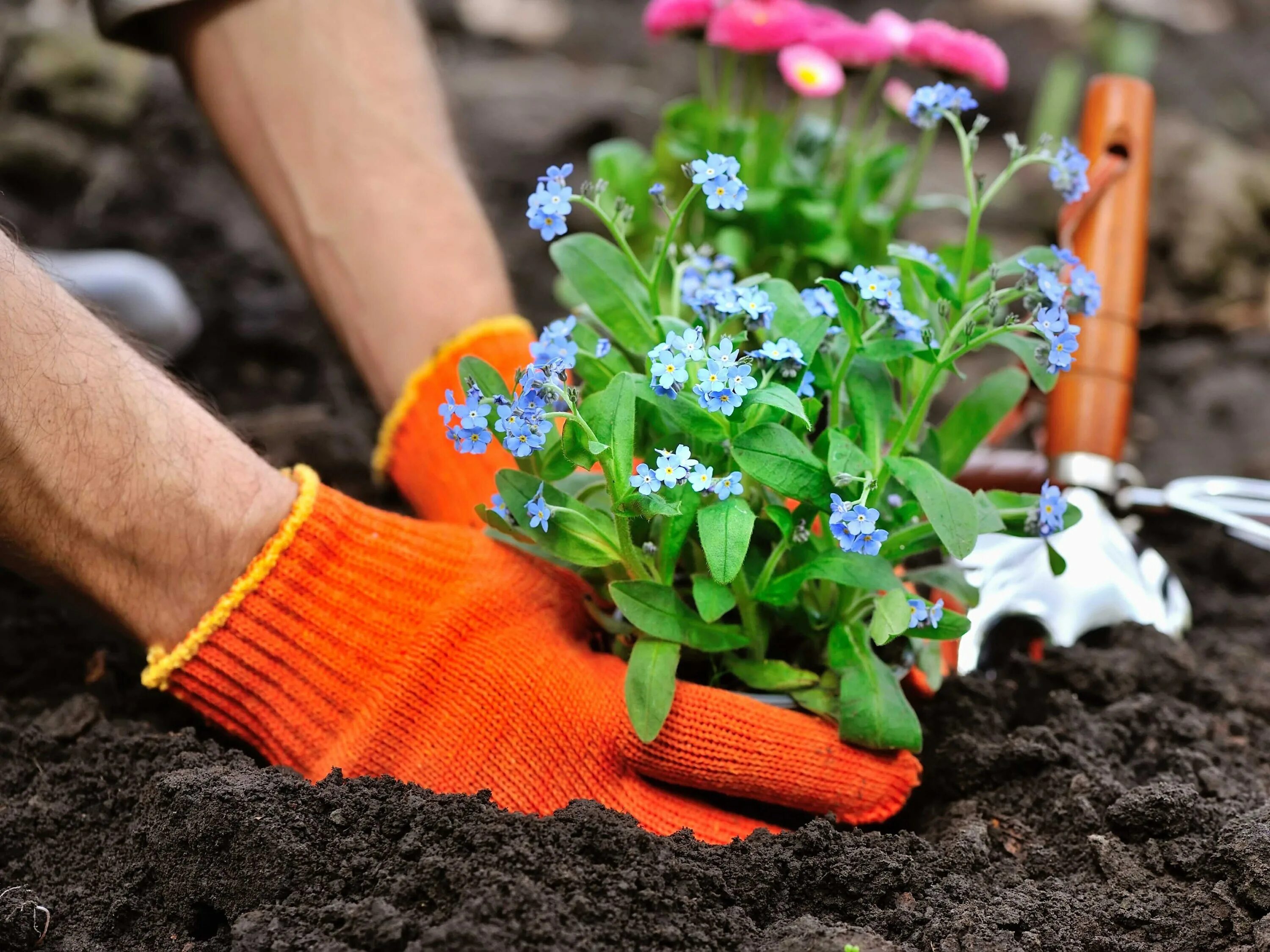 Посадка цветов фото The Chicago Park District is Selling Flowers That It Can’t Plant This Spring