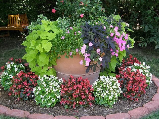 Посадка цветов на даче фото Now THIS is a potted plant! Small flower gardens, Plants, Garden containers