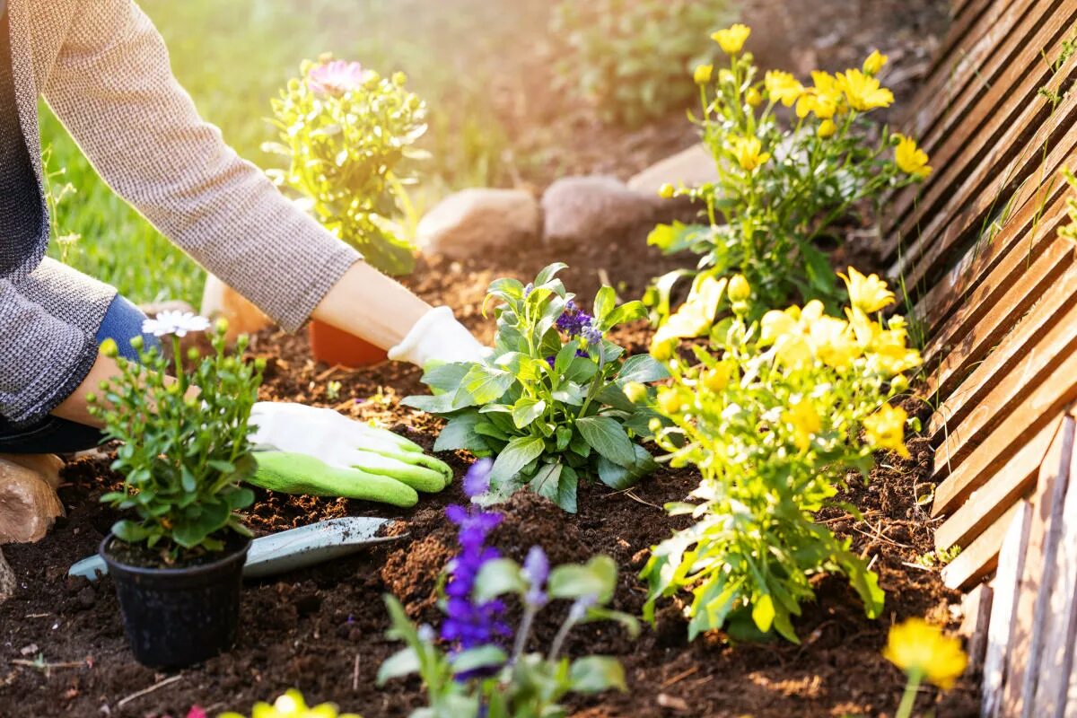 Посадка цветов в саду фото When to water plants and other beginner gardening questions answered