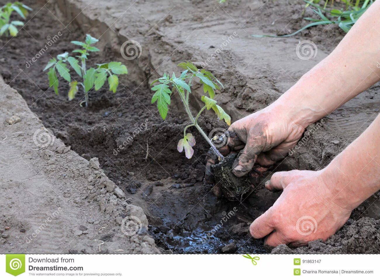 Посадка томатов фото Planting Tomato Seedlings in Trench in Hole with Water. Close Up Stock Image - I