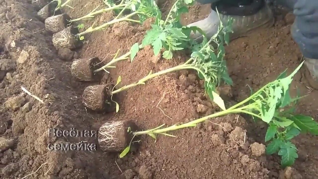 Посадка томатов фото Высадка томатов в теплицу (парник, балаган) Veggie garden, Amazing gardens, Outd