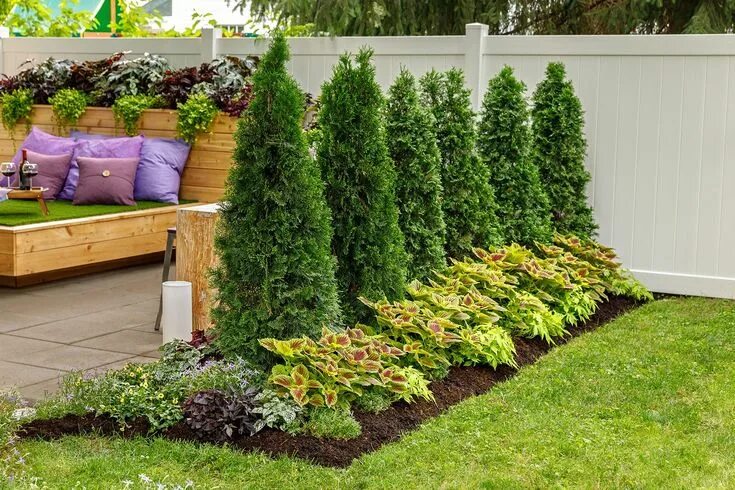 Посадка туй на участке фото North Pole ® Arborvitae (Thuja) Privacy landscaping, Front yard landscaping desi