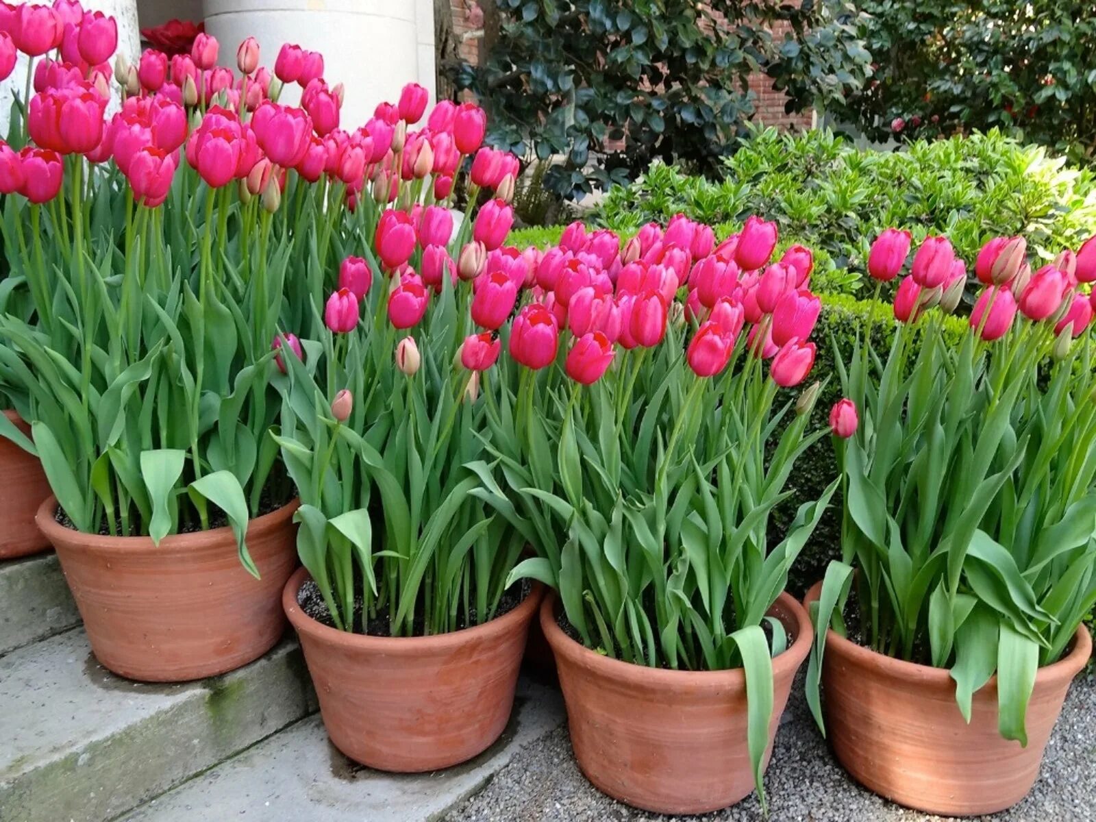 Посадка тюльпанов фото How To Care For Potted Tulips Over Winter Gardening Know How