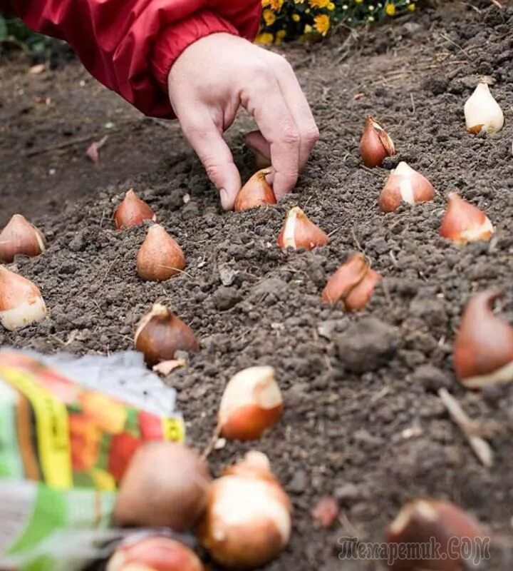 Посадка тюльпанов осенью фото 11 самых частых вопросов о посадке луковичных Garden chores, Lawn and garden, Pl