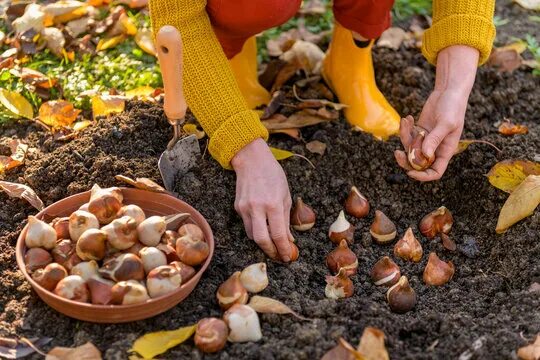 Посадка тюльпанов осенью фото "Gardening Equipment" Зображення - огляд 12,885 Стокові фото, векторні зображенн