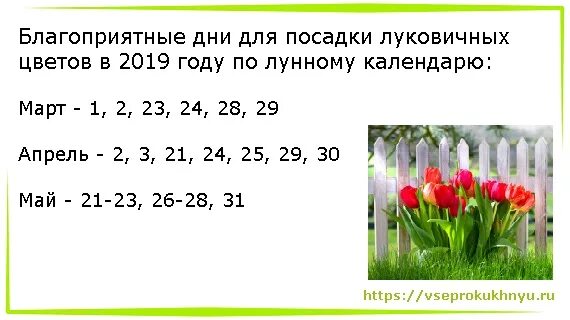 Посадка тюльпанов по лунному календарю Картинки БЛАГОПРИЯТНЫЕ ДНИ ДЛЯ ПЕРЕСАДКИ ЦВЕТОВ