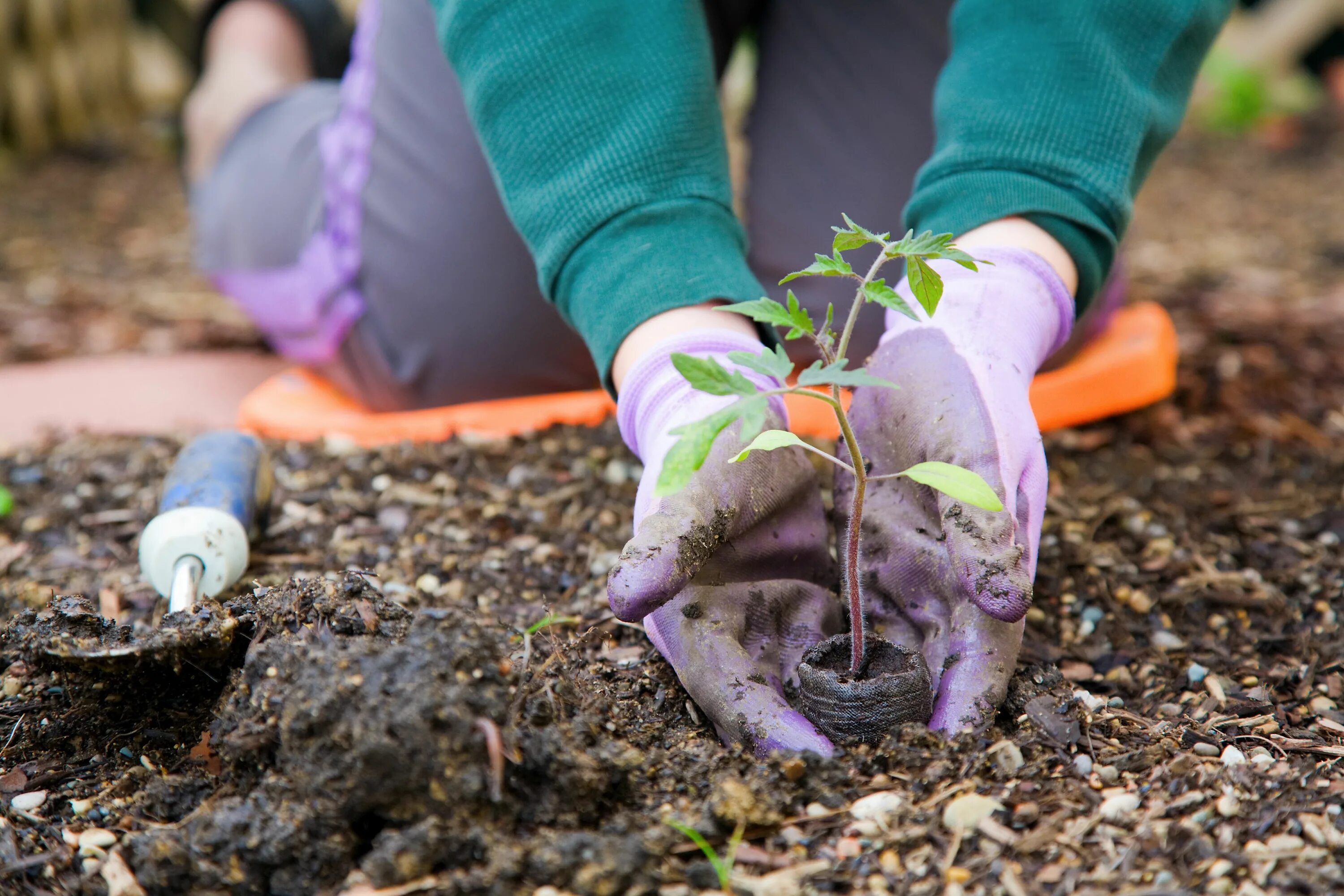 Посадка весной фото Think you don't have time to be a Master Gardener? Flexible online training lets