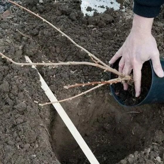 Посадка весной фото Правильная посадка чёрной смородины - Азбука садовода