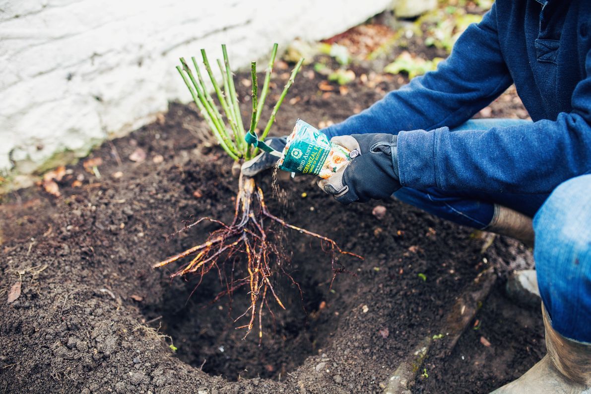 Посадка весной фото How to Plant a Bare Root Climbing Rose